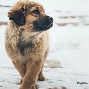 Meet your Posher, Skylla